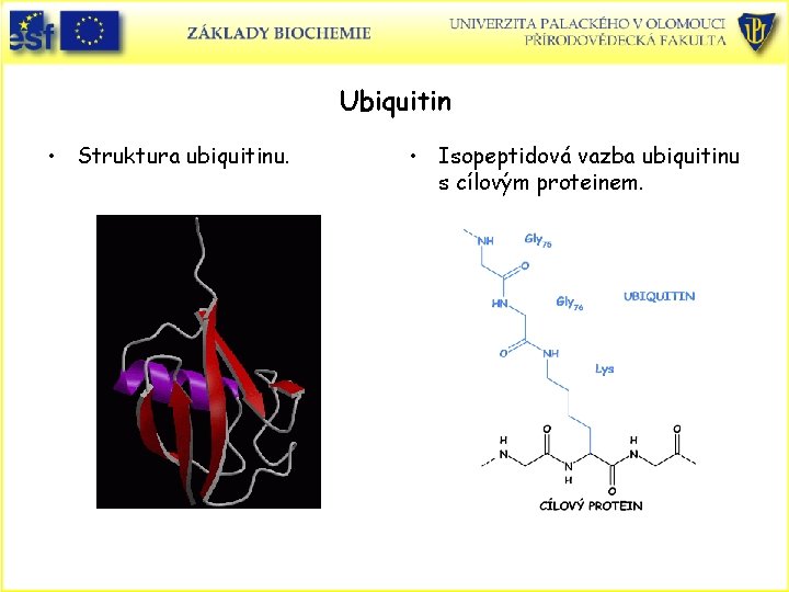 Ubiquitin • Struktura ubiquitinu. • Isopeptidová vazba ubiquitinu s cílovým proteinem. 