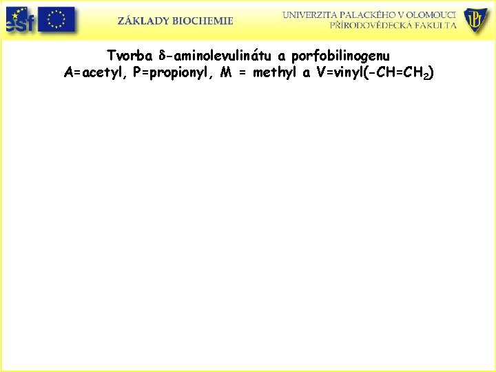 Tvorba d-aminolevulinátu a porfobilinogenu A=acetyl, P=propionyl, M = methyl a V=vinyl(-CH=CH 2) 