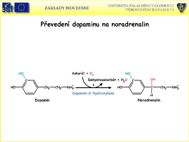 Převedení dopaminu na noradrenalin 