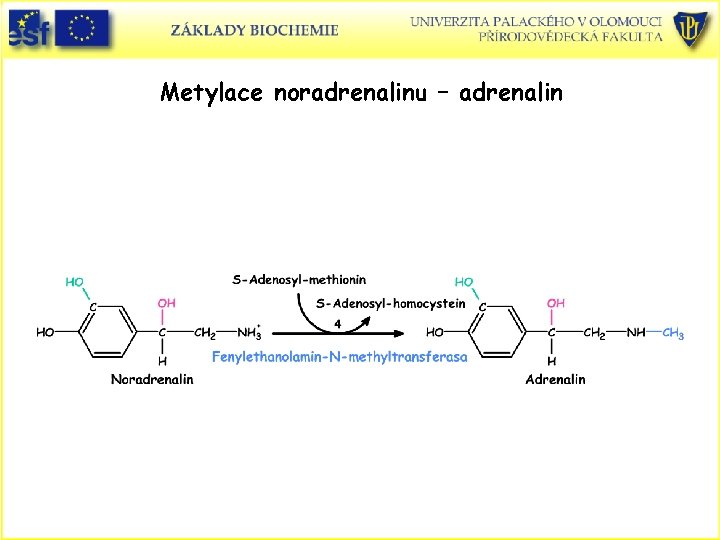 Metylace noradrenalinu – adrenalin 