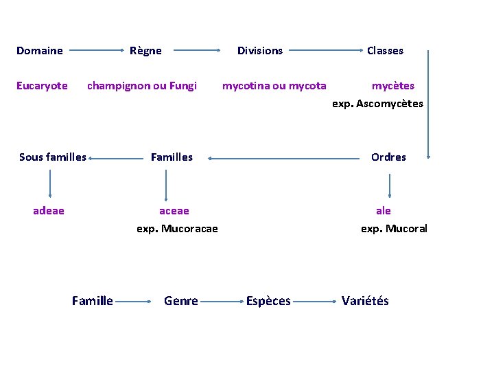 Domaine Règne Divisions Classes Eucaryote champignon ou Fungi mycotina ou mycota mycètes exp. Ascomycètes