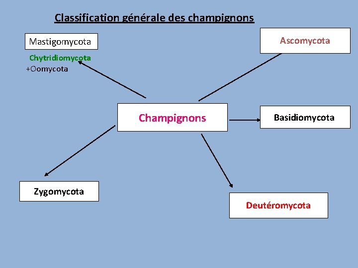 Classification générale des champignons Ascomycota Mastigomycota Chytridiomycota +Oomycota Champignons Basidiomycota Zygomycota Deutéromycota 