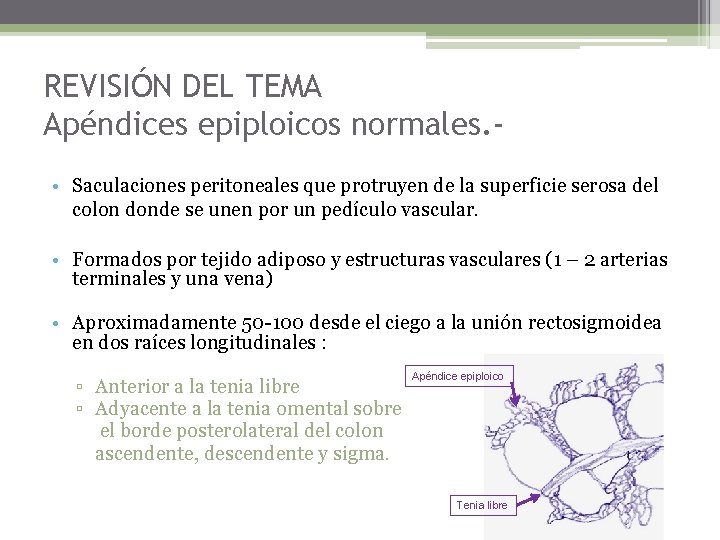 REVISIÓN DEL TEMA Apéndices epiploicos normales. • Saculaciones peritoneales que protruyen de la superficie