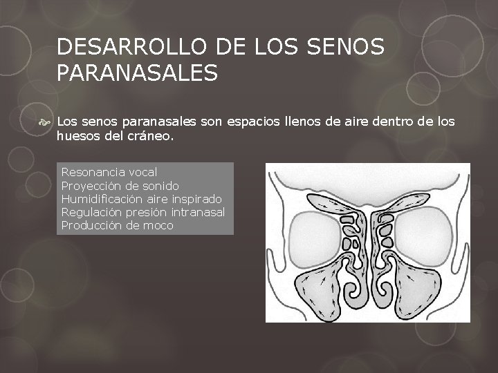 DESARROLLO DE LOS SENOS PARANASALES Los senos paranasales son espacios llenos de aire dentro