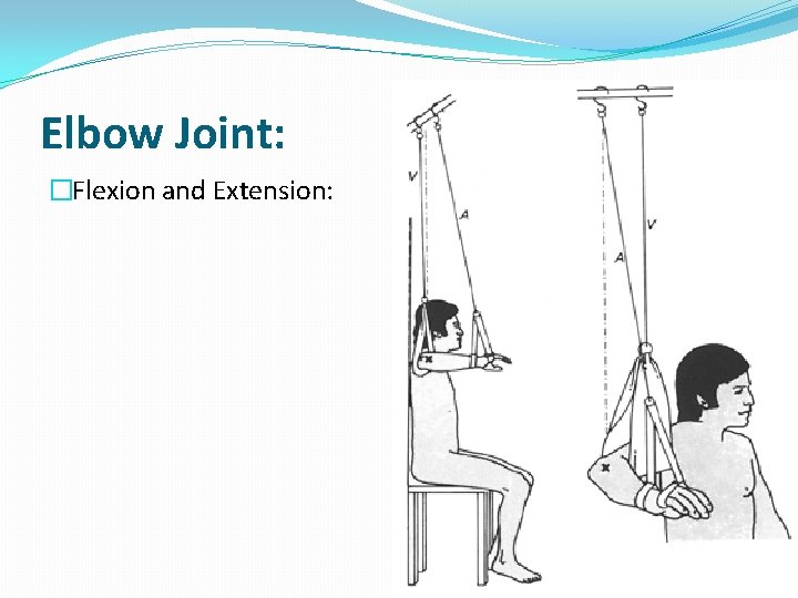 Elbow Joint: �Flexion and Extension: 
