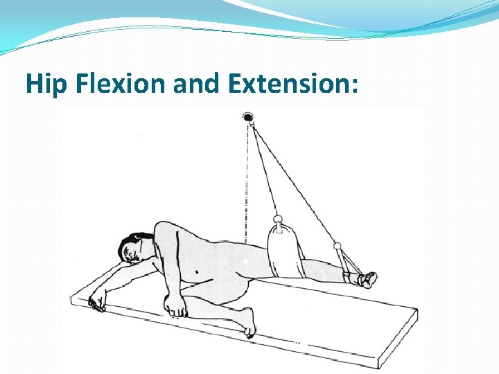 Hip Flexion and Extension: 