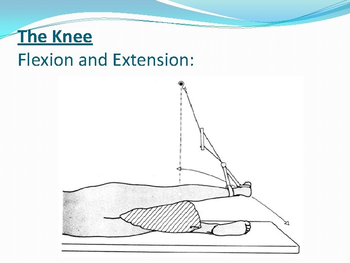 The Knee Flexion and Extension: 