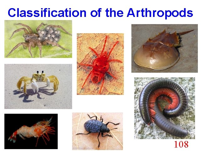 Classification of the Arthropods 108 