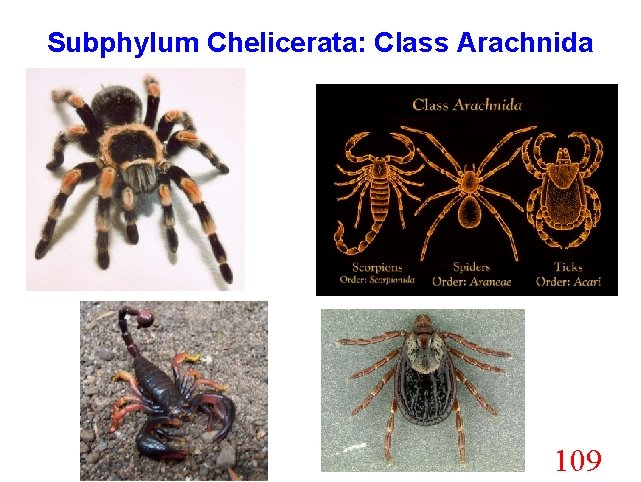 Subphylum Chelicerata: Class Arachnida 109 
