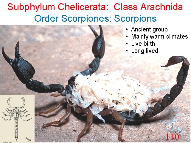 Subphylum Chelicerata: Class Arachnida Order Scorpiones: Scorpions • • Ancient group Mainly warm climates