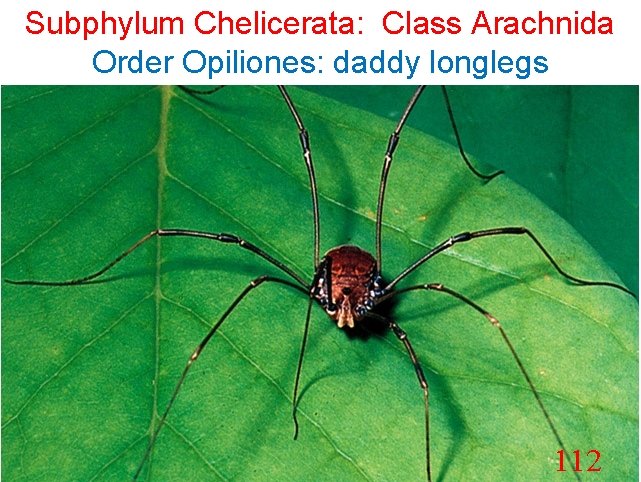 Subphylum Chelicerata: Class Arachnida Order Opiliones: daddy longlegs 112 