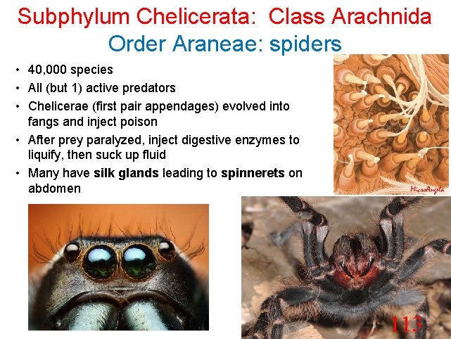 Subphylum Chelicerata: Class Arachnida Order Araneae: spiders • 40, 000 species • All (but