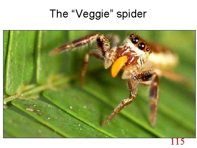 The “Veggie” spider 115 