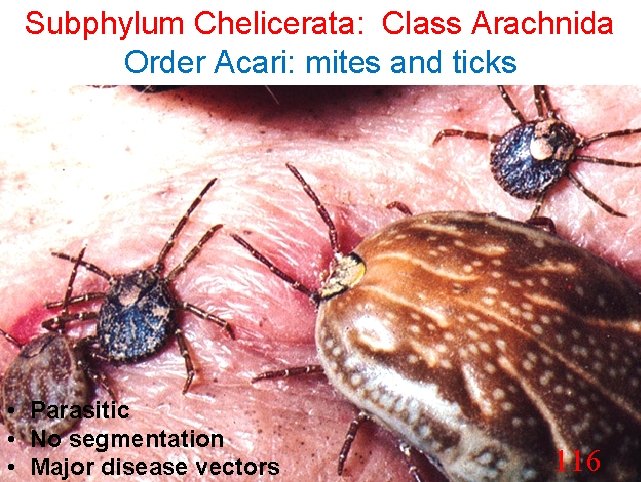 Subphylum Chelicerata: Class Arachnida Order Acari: mites and ticks • Parasitic • No segmentation