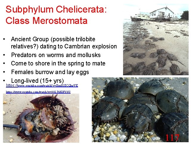 Subphylum Chelicerata: Class Merostomata • Ancient Group (possible trilobite relatives? ) dating to Cambrian