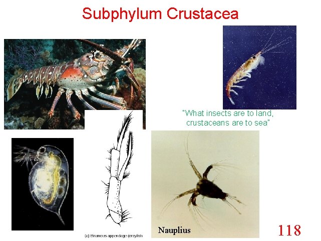 Subphylum Crustacea “What insects are to land, crustaceans are to sea” Nauplius 118 