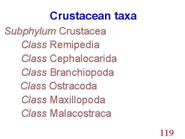 Crustacean taxa Subphylum Crustacea Class Remipedia Class Cephalocarida Class Branchiopoda Class Ostracoda Class Maxillopoda