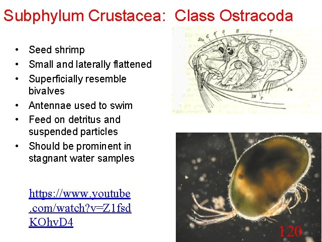 Subphylum Crustacea: Class Ostracoda • Seed shrimp • Small and laterally flattened • Superficially