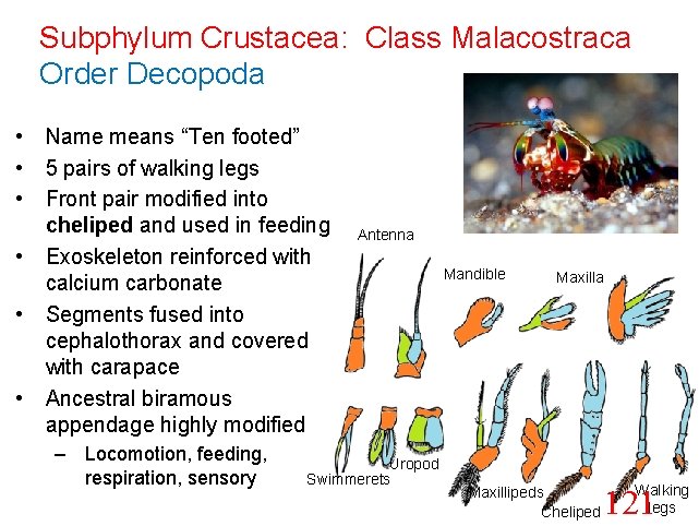 Subphylum Crustacea: Class Malacostraca Order Decopoda • Name means “Ten footed” • 5 pairs