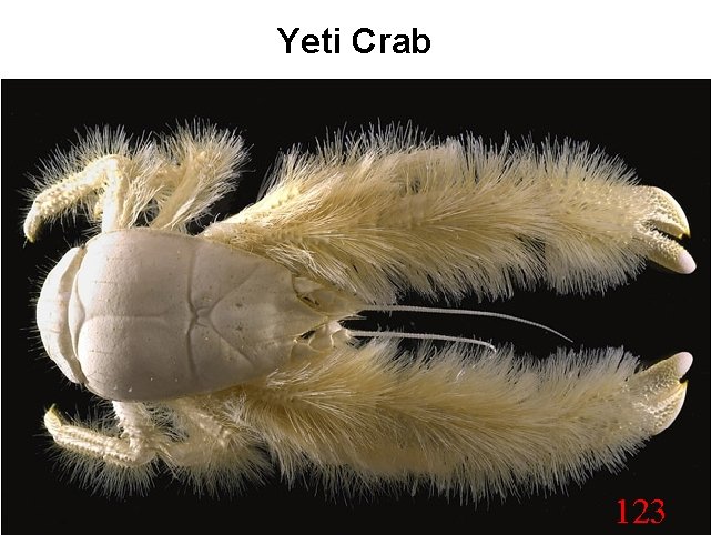 Yeti Crab 123 