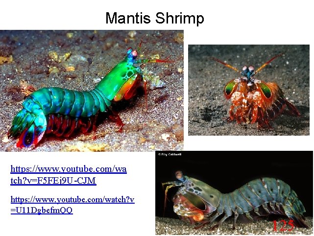 Mantis Shrimp https: //www. youtube. com/wa tch? v=F 5 FEj 9 U-CJM https: //www.