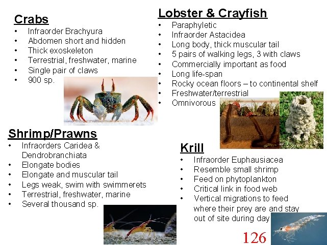 Crabs • • • Infraorder Brachyura Abdomen short and hidden Thick exoskeleton Terrestrial, freshwater,