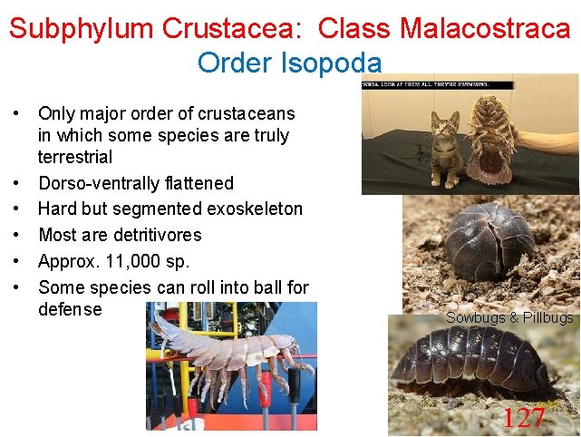 Subphylum Crustacea: Class Malacostraca Order Isopoda • Only major order of crustaceans in which