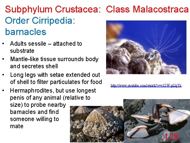 Subphylum Crustacea: Class Malacostraca Order Cirripedia: barnacles • Adults sessile – attached to substrate