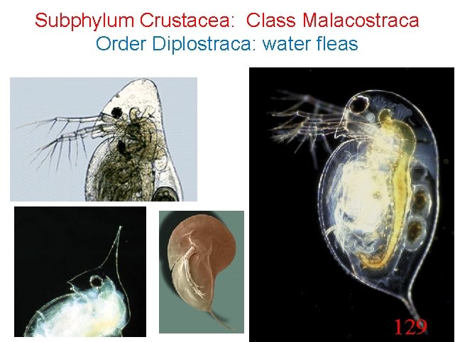 Subphylum Crustacea: Class Malacostraca Order Diplostraca: water fleas 129 