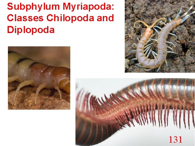 Subphylum Myriapoda: Classes Chilopoda and Diplopoda 131 