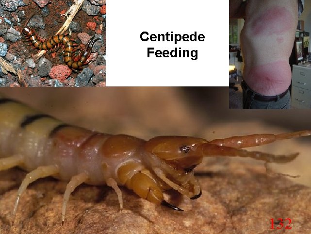 Centipede Feeding 132 