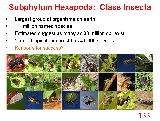 Subphylum Hexapoda: Class Insecta • • • Largest group of organisms on earth 1.