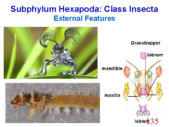 Subphylum Hexapoda: Class Insecta External Features 135 