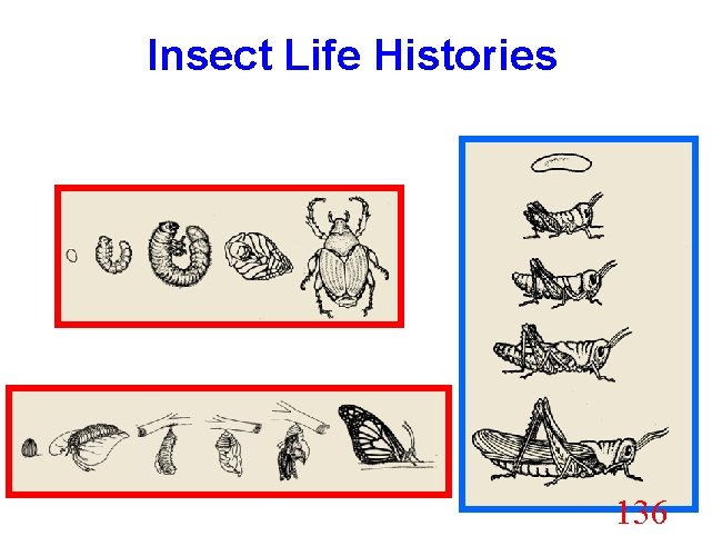 Insect Life Histories 136 
