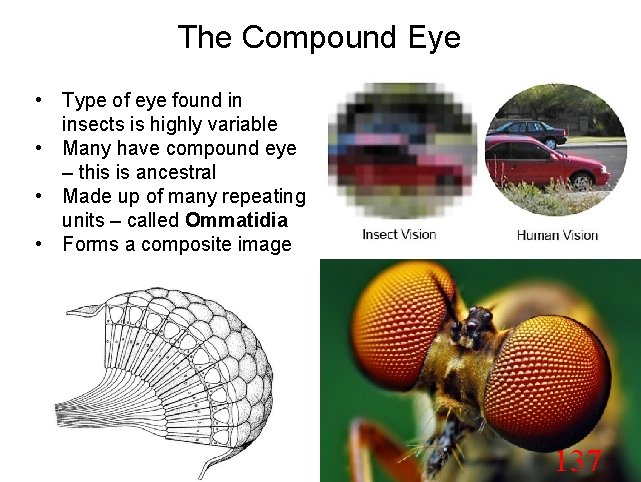 The Compound Eye • Type of eye found in insects is highly variable •