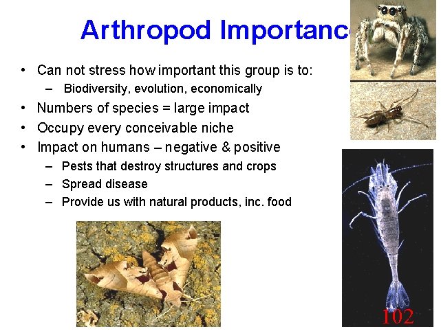 Arthropod Importance • Can not stress how important this group is to: – Biodiversity,