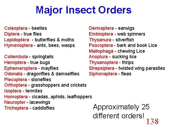 Major Insect Orders Coleoptera - beetles Diptera - true flies Lepidoptera - butterflies &