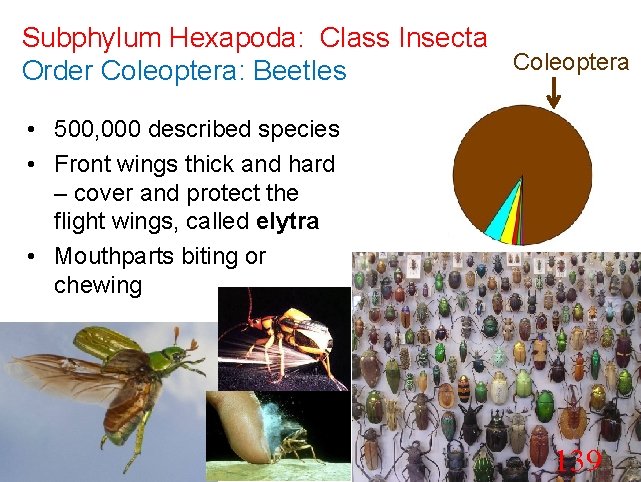 Subphylum Hexapoda: Class Insecta Coleoptera Order Coleoptera: Beetles • 500, 000 described species •