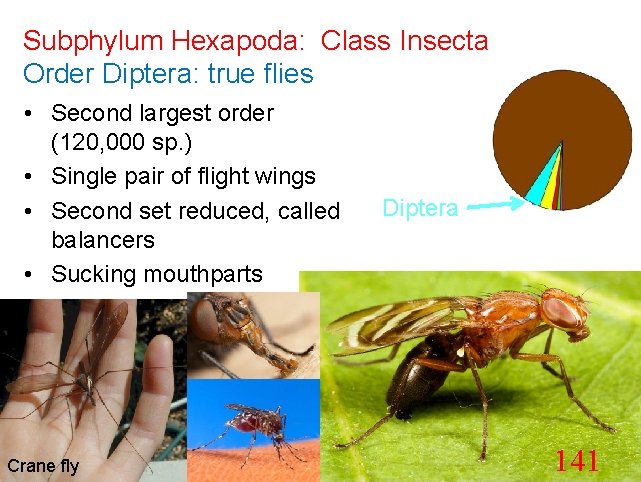 Subphylum Hexapoda: Class Insecta Order Diptera: true flies • Second largest order (120, 000