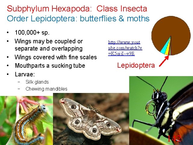Subphylum Hexapoda: Class Insecta Order Lepidoptera: butterflies & moths • 100, 000+ sp. •