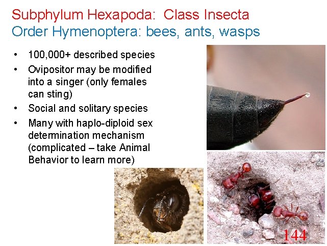 Subphylum Hexapoda: Class Insecta Order Hymenoptera: bees, ants, wasps • 100, 000+ described species