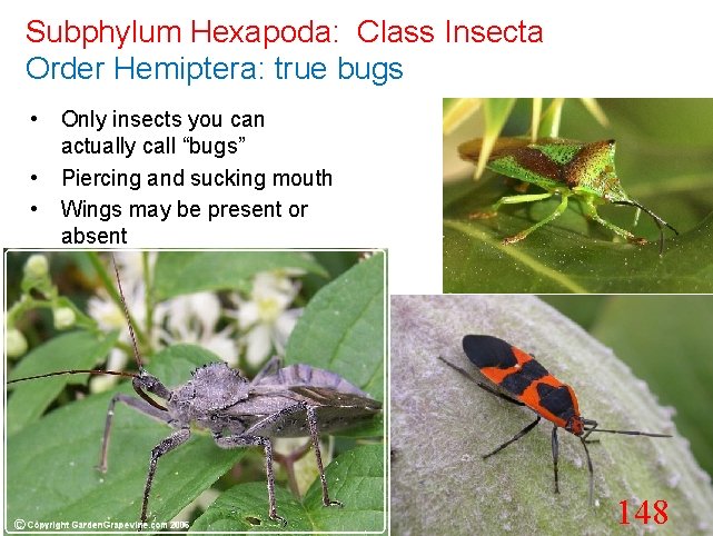 Subphylum Hexapoda: Class Insecta Order Hemiptera: true bugs • Only insects you can actually