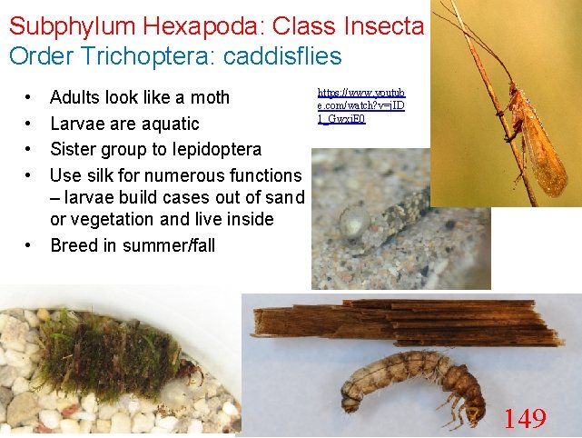 Subphylum Hexapoda: Class Insecta Order Trichoptera: caddisflies • • • Adults look like a