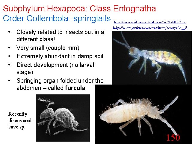 Subphylum Hexapoda: Class Entognatha Order Collembola: springtails https: //www. youtube. com/watch? v=Ow. OL-MHc. Q