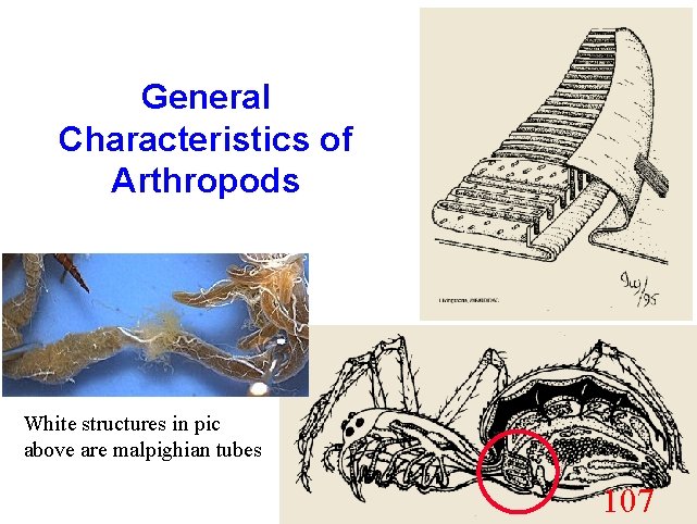 General Characteristics of Arthropods White structures in pic above are malpighian tubes 107 