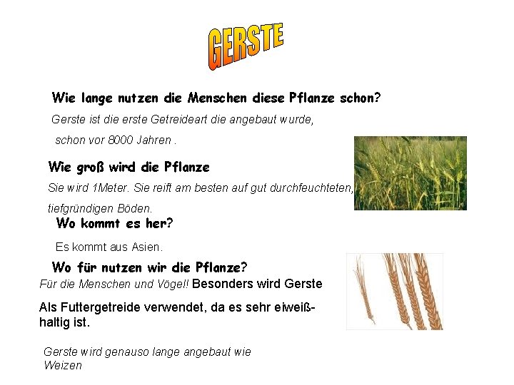 Wie lange nutzen die Menschen diese Pflanze schon? Gerste ist die erste Getreideart die