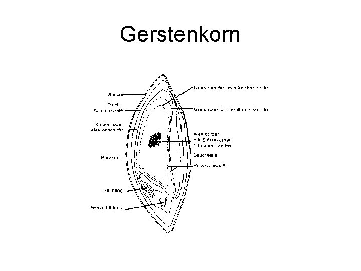 Gerstenkorn 