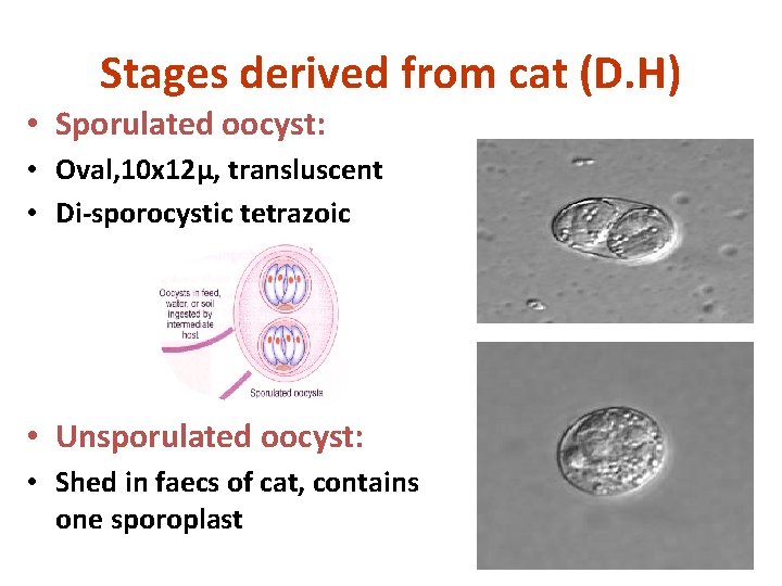 Stages derived from cat (D. H) • Sporulated oocyst: • Oval, 10 x 12µ,