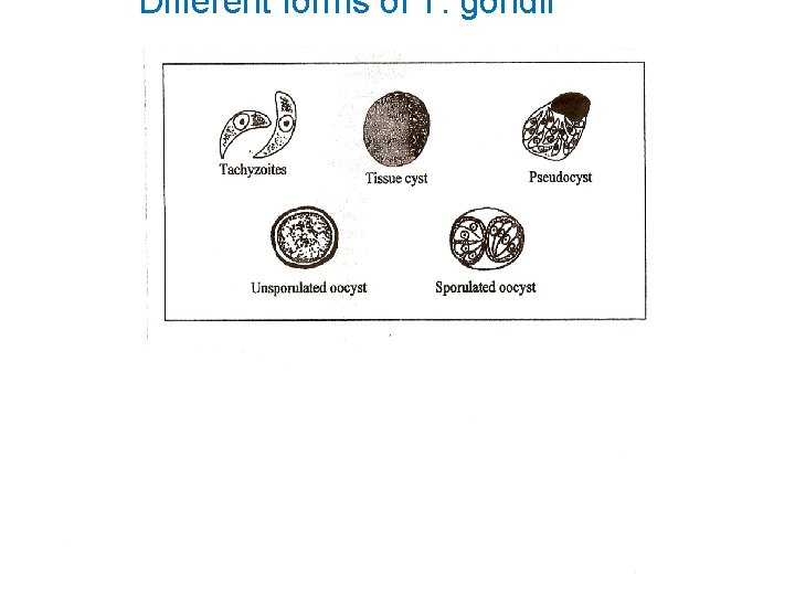 Different forms of T. gondii 