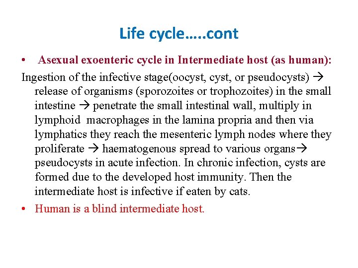 Life cycle…. . cont • Asexual exoenteric cycle in Intermediate host (as human): Ingestion
